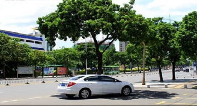 車停在樹下好不好，建議最好不要把車停在樹下